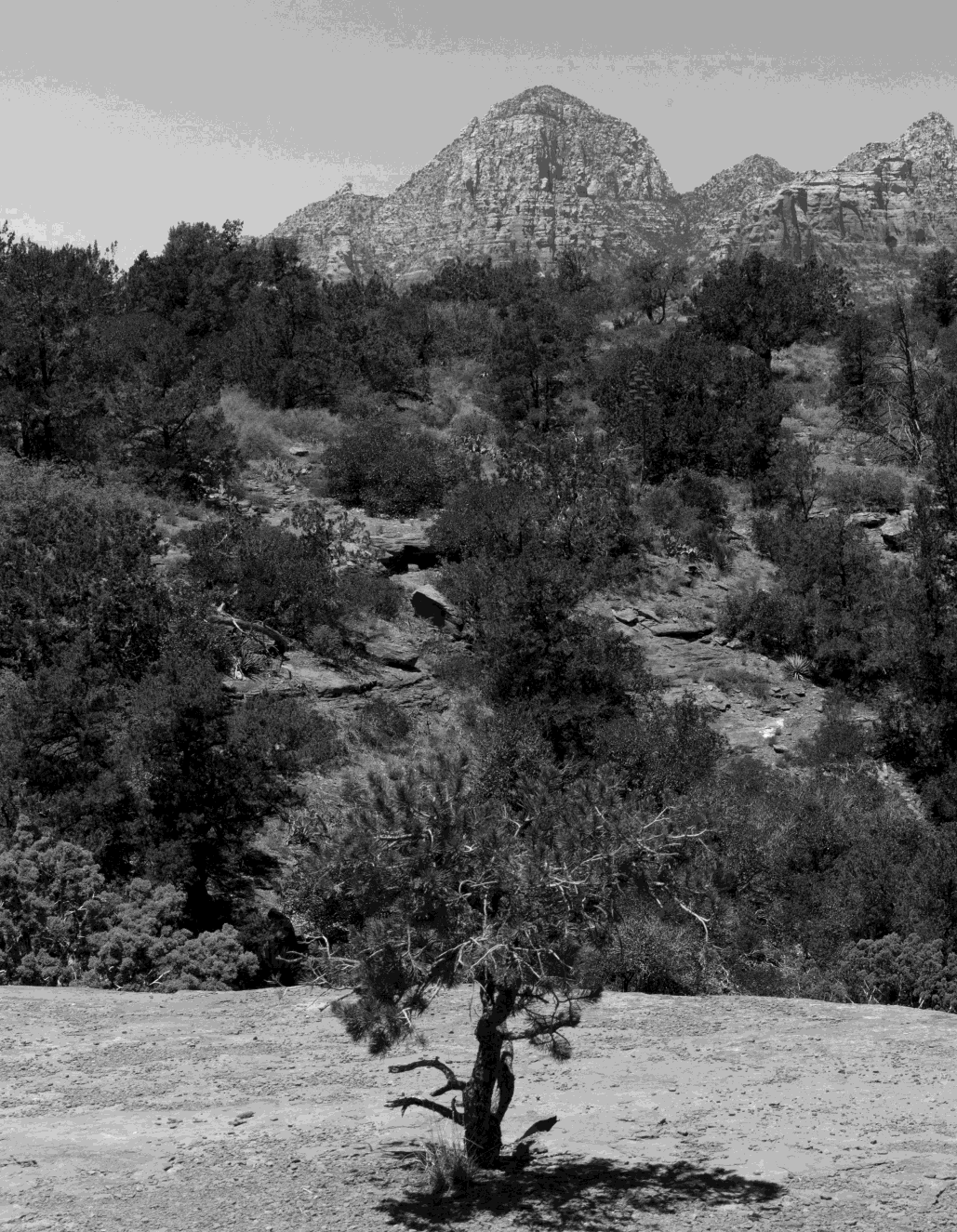 pine-tree-mountain-back